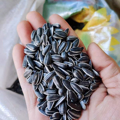 生黑珍珠小瓜子葵花子油葵籽鹦鹉鸟食仓鼠零食鸟粮鸽粮5斤包邮 虎窝淘