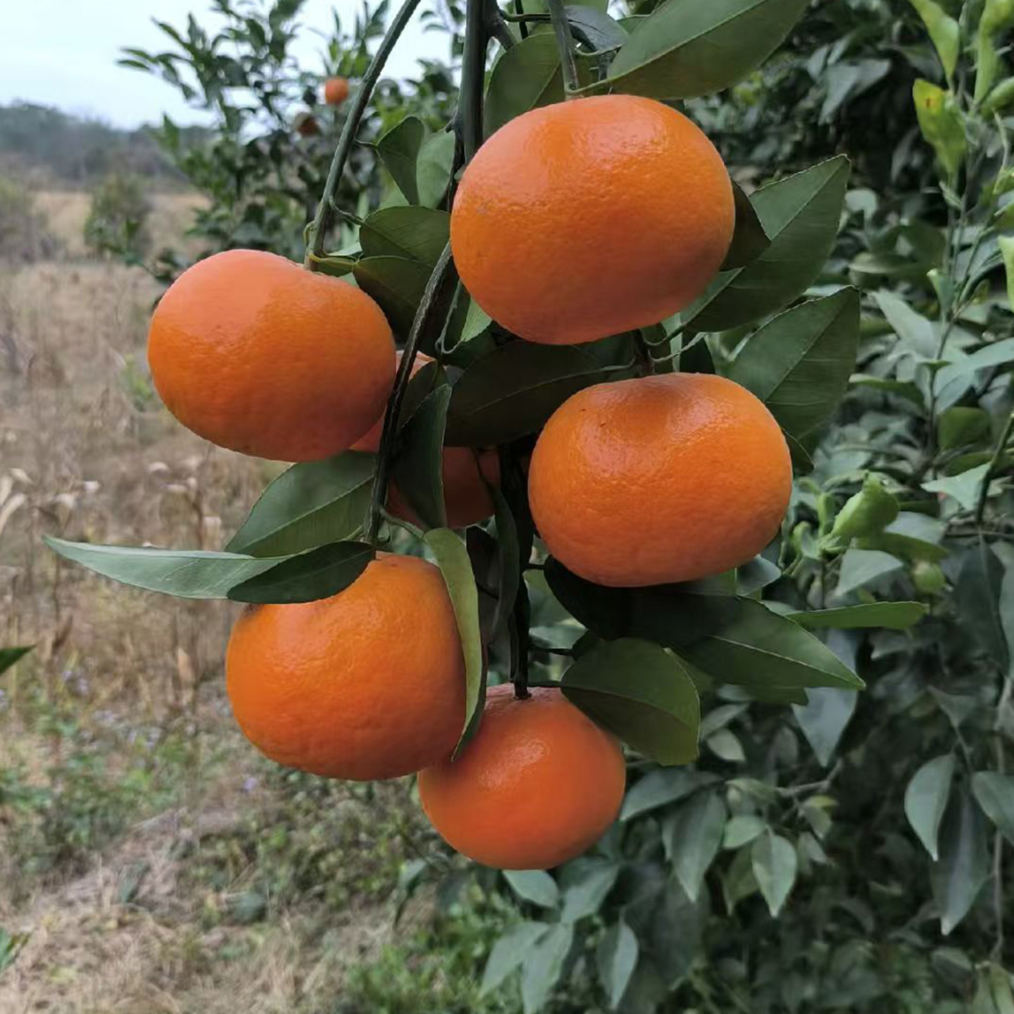 广西武鸣沃柑当季新鲜水果桔子橙子柑橘沃柑礼盒礼品整箱包邮10斤,淘宝优惠券,粉丝福利购,淘宝优惠卷