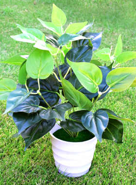 仿真绿色植物花卉小盆栽摆件室内装饰塑料假花绿萝万年青绿植盆景