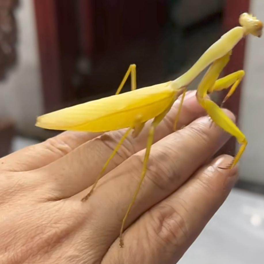 [宠物螳螂合集]特色另类观赏活体大刀斧螳兰花黄金眼斑螳螂果蝇杯,淘宝优惠券,粉丝福利购,淘宝优惠卷