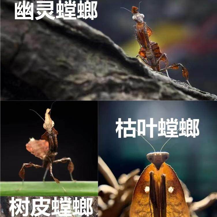 [宠物螳螂合集]特色另类观赏活体大刀斧螳兰花黄金眼斑螳螂果蝇杯,淘宝优惠券,粉丝福利购,淘宝优惠卷