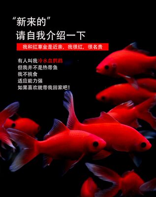 冷水鹦鹉鱼观赏鱼小型好养易活淡水招财鱼活体发财鱼锦鲤金鱼包邮 虎窝淘