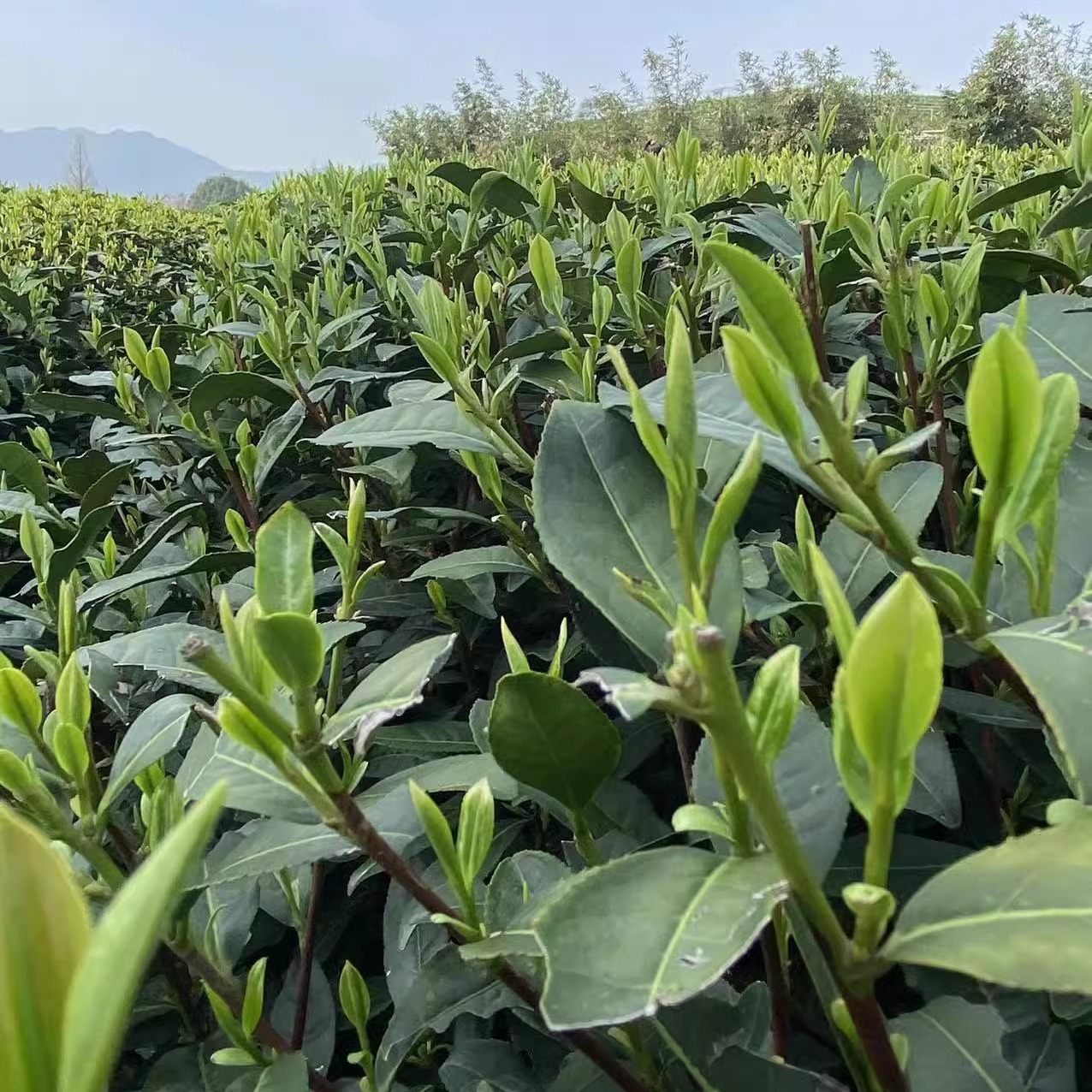 龙井2024新茶雨前龙井茶叶高山绿茶500克豆香花香口粮龙井43品种 - 图3