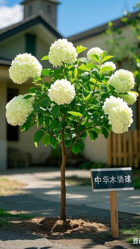 中华木绣球斗球 - 图0