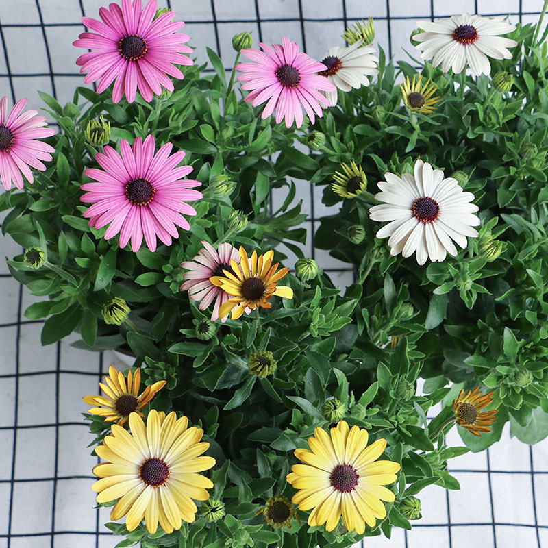 糖果万寿菊盆栽白芍花苗 重瓣蓝目菊带花冬季耐寒花卉易养多花