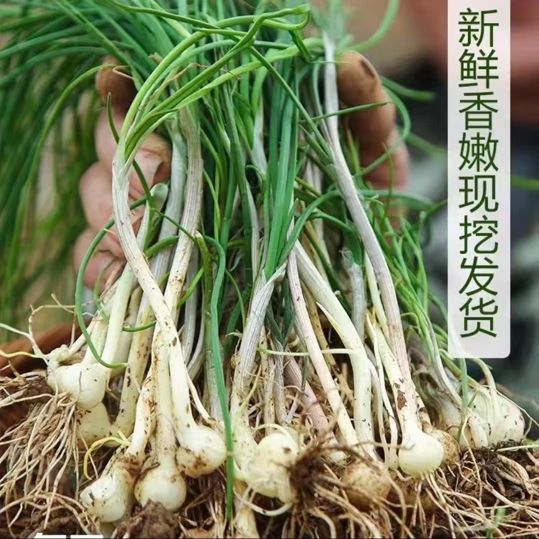 贵州黔东南新鲜土特产现挖野葱野菜野蒜苦蒜小根蒜香葱现挖现发 - 图0