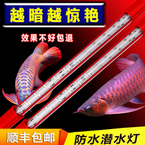 Maprint god lamp flagship store Bright Red Dragon Fish Special Parrot Light Hair Fish Tank Lamp Led three-base color waterproof light