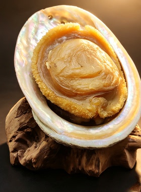 带壳鲍鱼仿真菜模型约15cm