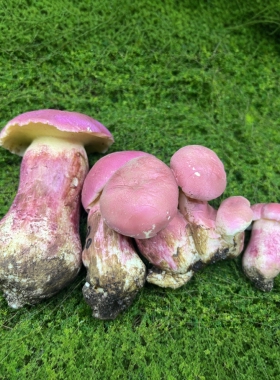 野生菌菇模型软装摆件教学道具