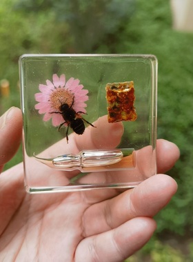 昆虫标本胡蝶锹甲人造水晶摆件