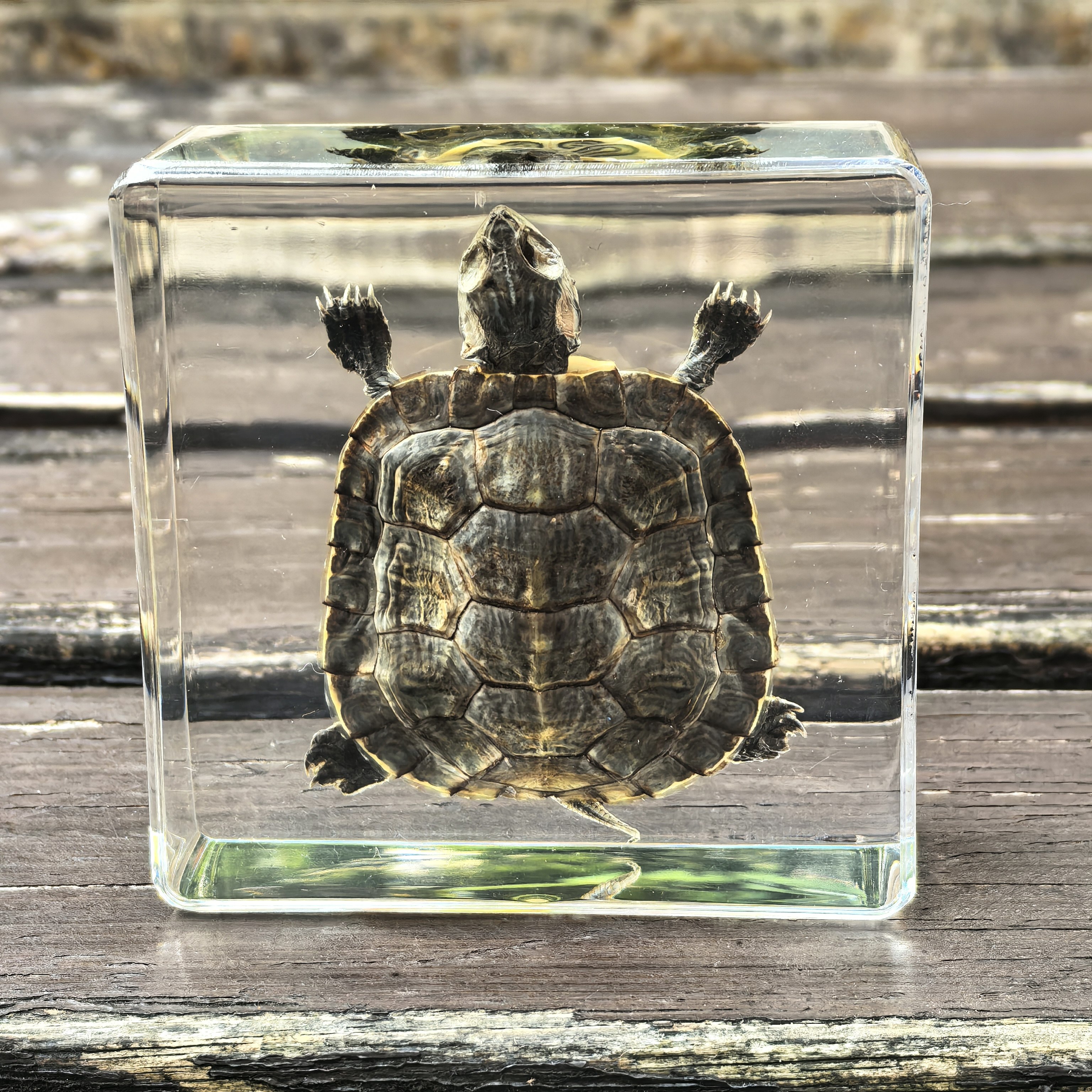 真实琥珀昆虫标本海洋标本动物标本儿童玩具海星小鱼蝎子金龟标本,淘宝优惠券,粉丝福利购,淘宝优惠卷