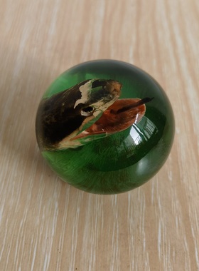 人工琥珀摆件包埋昆虫标本