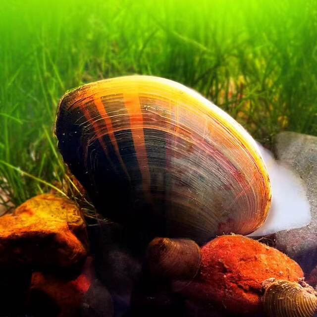 Golden creek clam, water purification river clam, ornamental snail