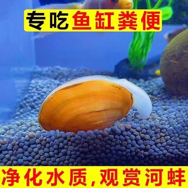 Golden creek clam, water purification river clam, ornamental snail