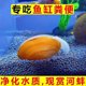 Golden creek clam, water purification river clam, ornamental snail