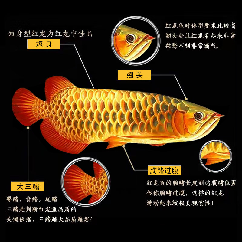 金龙鱼活鱼幼苗印尼辣椒红龙鱼古典蓝底过背高背练手热带鱼观赏鱼,淘宝优惠券,粉丝福利购,淘宝优惠卷