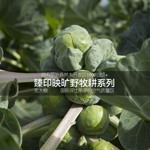臻印映鲜抱子甘蓝孢子甘蓝小包菜护胃生食营养健康非冷冻脆嫩可口 - 图2