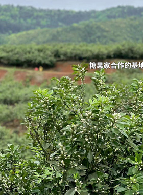 苦橙花精露纯露抗老补水去黄提亮