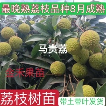 Lychee Tree Miao Zhengzong Graft Princess Smile Ice Lyi Fairy in Fenggui Flavor Lychee Potted Courtyard Non-nuclear Year Results