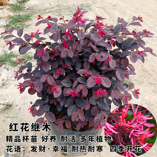 红花继木苗檵木苗四季开花工程绿化袋苗耐热耐寒红桎木继木树苗 - 图1