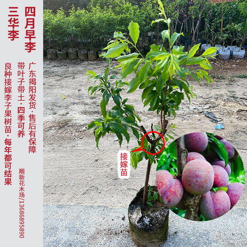 李子树苗三华李果树苗正宗青脆李接嫁当年结果庭院阳台可养常青 - 图2