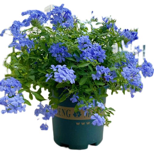蓝雪花苗特大盆栽四季爬藤好养耐热花园庭院攀爬爆花植物蓝雪花 - 图3