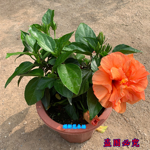 扶桑花盆栽四季朱槿花苗重瓣多色大红花好养绿植耐寒耐热阳台庭院 - 图2