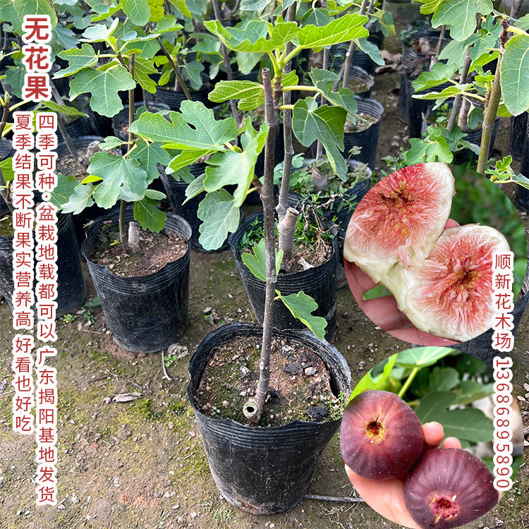 无花果树苗 果苗新品种 当年结果无花果苗带叶子果树苗南北方可种