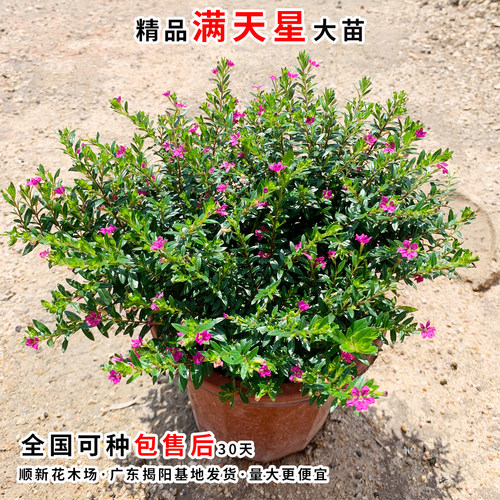 萼距花苗满天星盆栽工程绿化好养植物孔雀兰庭院阳台金叶满天星苗 - 图2