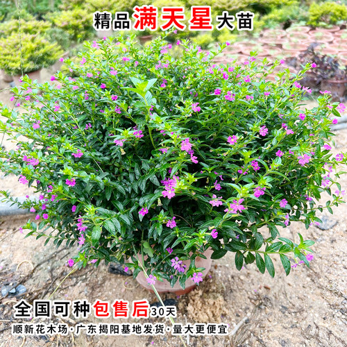 萼距花苗满天星盆栽工程绿化好养植物孔雀兰庭院阳台金叶满天星苗 - 图0