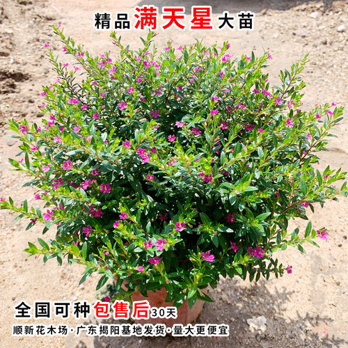 萼距花苗满天星盆栽工程绿化好养植物孔雀兰庭院阳台金叶满天星苗 - 图1