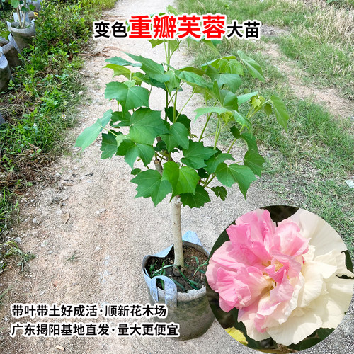 三醉芙蓉花苗 变色拒霜花 重瓣木芙蓉花盆栽带花苞耐寒室内外植物 - 图1