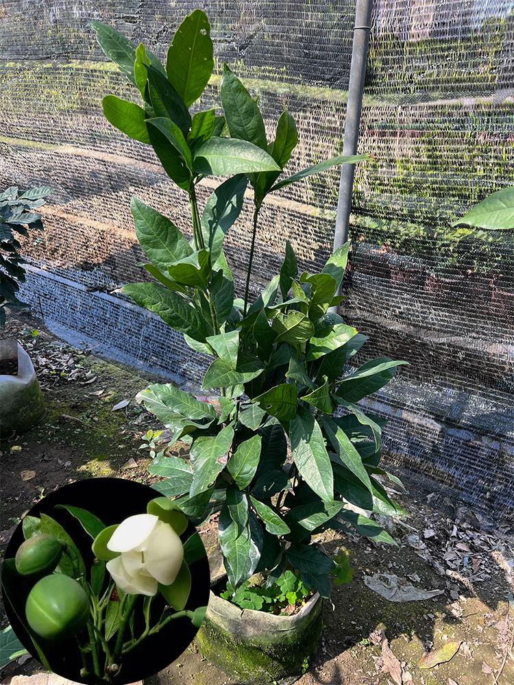 夜合花盆栽 夜来木兰花苗庭院阳台 浓香洁白型武夷木莲花树桩木兰