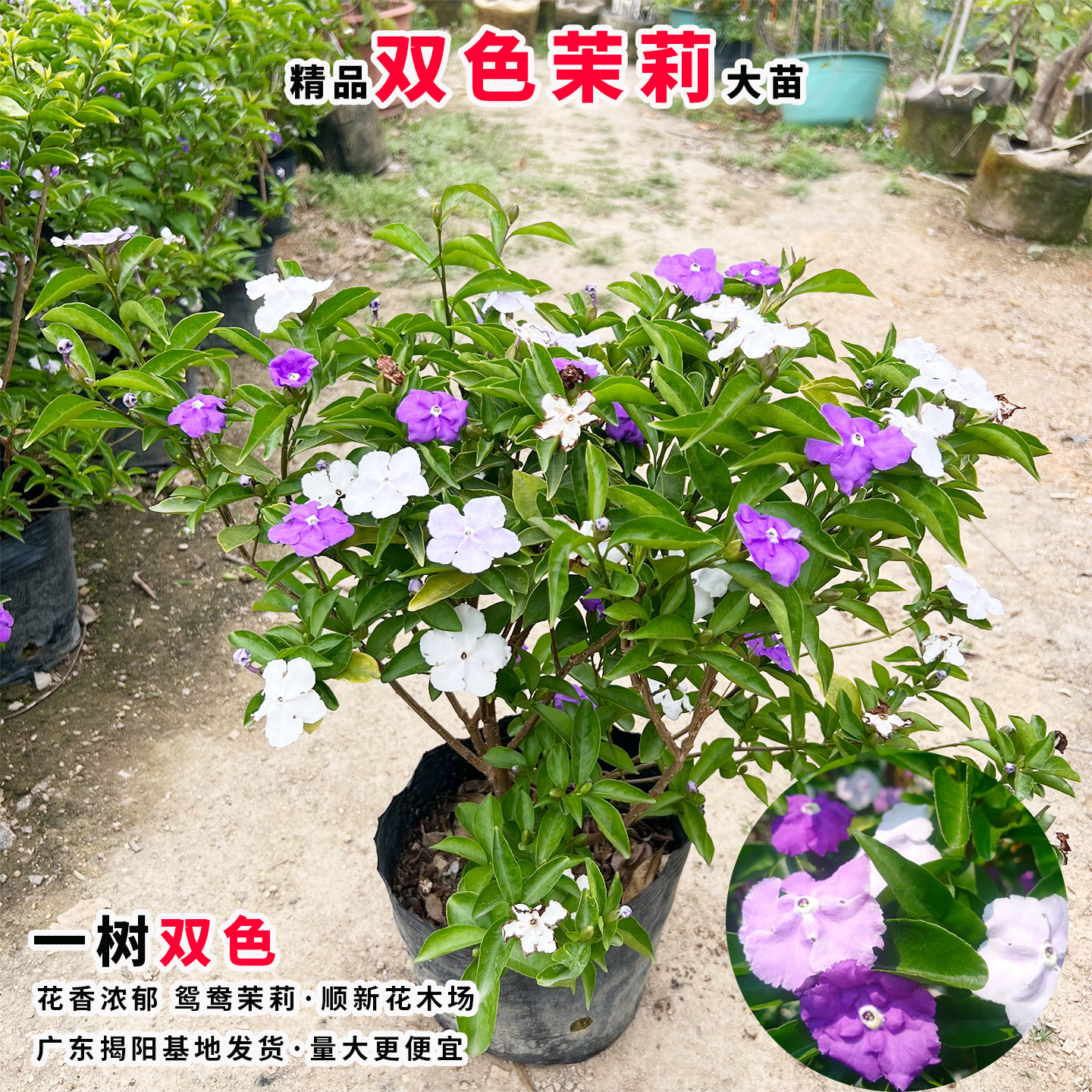 双色茉莉花苗鸳鸯茉莉花盆栽浓香型茉莉多色茉莉花苗阳台庭院植物,淘宝优惠券,粉丝福利购,淘宝优惠卷