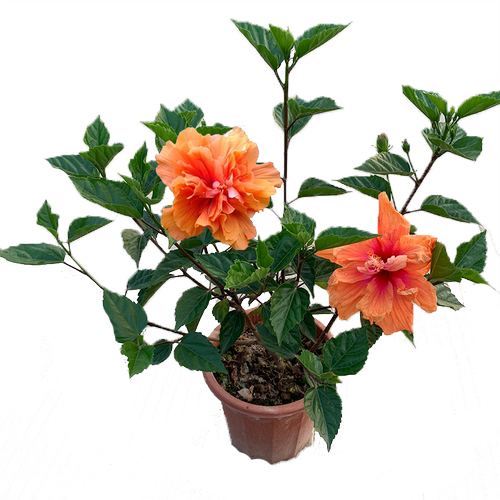 扶桑花盆栽四季朱槿花苗重瓣多色大红花好养绿植耐寒耐热阳台庭院 - 图3