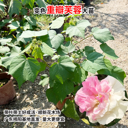 三醉芙蓉花苗 变色拒霜花 重瓣木芙蓉花盆栽带花苞耐寒室内外植物 - 图2