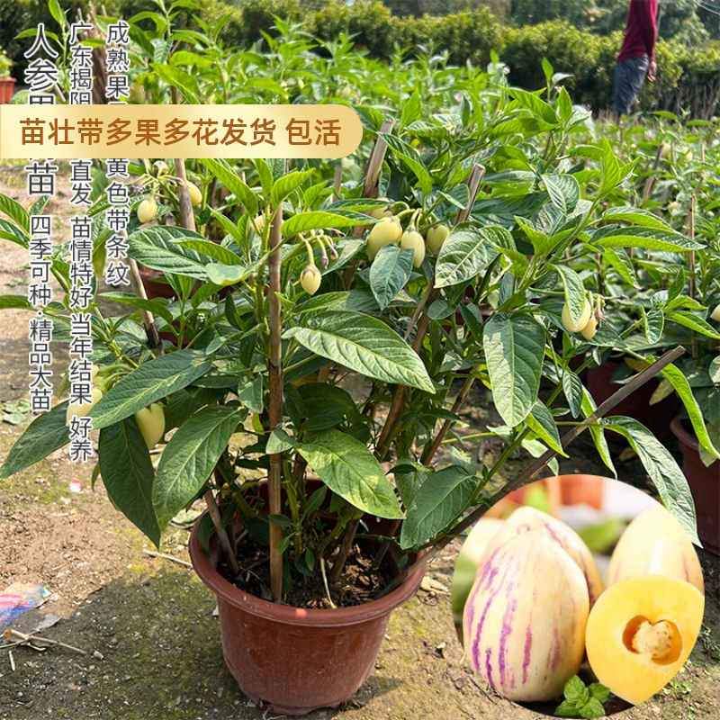 当年结果人参果苗茄瓜果盆栽人生果树仙桃果树苗正宗食用长寿果苗 - 图2