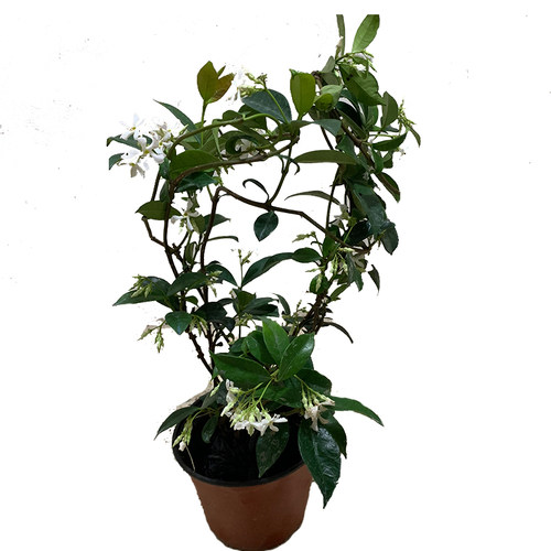 风车茉莉爬藤植物银丝茉莉花苗络石藤四季攀爬花卉阳台浓香盆栽花 - 图3