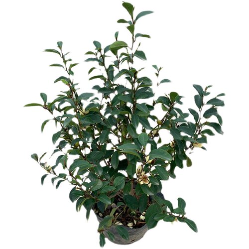 含笑花苗盆栽 香妃树苗芳香植物耐寒四季常青 庭院阳台室内外含笑 - 图3
