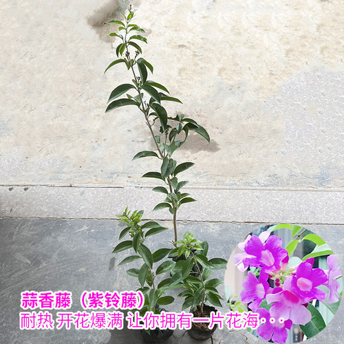 蒜香藤花紫铃藤 藤本植物 奇特爬藤花苗 庭院盆栽开花会变色植物 - 图3