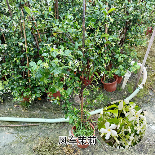 风车茉莉爬藤植物银丝茉莉花苗络石藤四季攀爬花卉阳台浓香盆栽花 - 图0