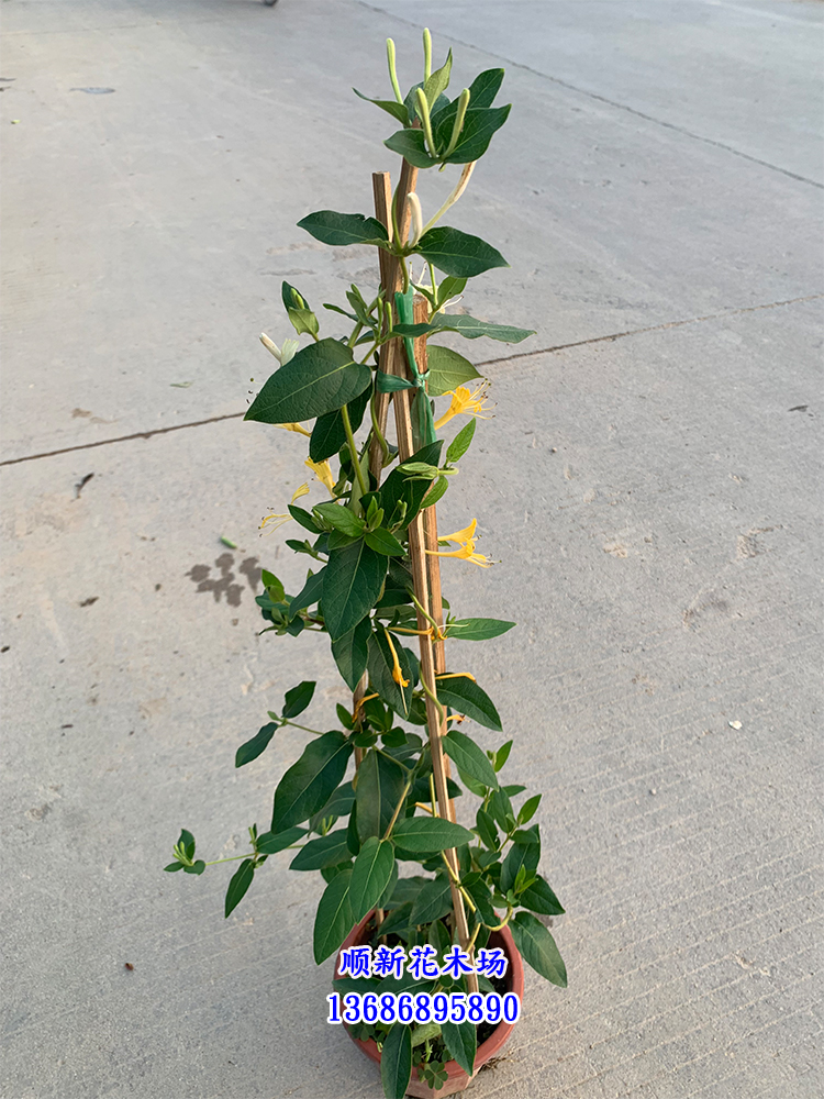 金银花树苗爬藤食用金银花苗浓香花卉耐寒植物鸳鸯藤盆栽四季开花 - 图1