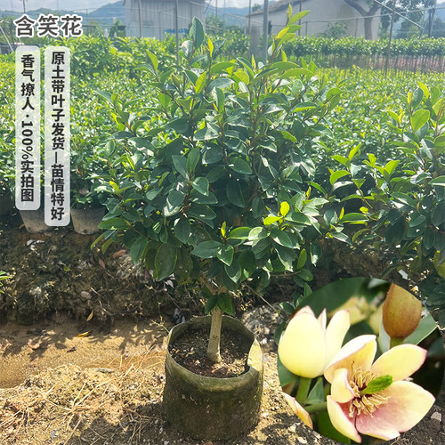 含笑花苗盆栽 香妃树苗芳香植物耐寒四季常青 庭院阳台室内外含笑 - 图0