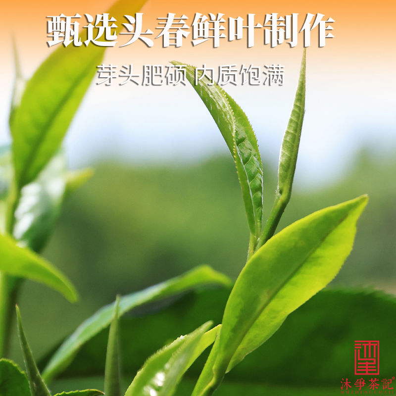 2024新茶云南凤庆金丝古树滇红茶特级浓蜜香型金芽袋装散茶叶500g - 图0