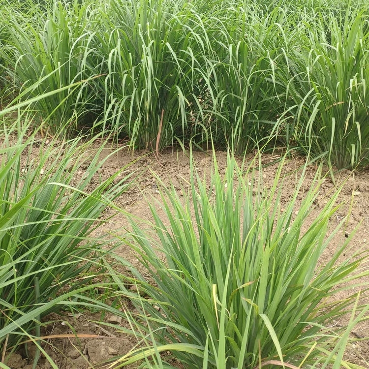 30棵包邮新鲜香茅草种苗 柠檬草苗 盆栽香草 泰国香草 冬阴功汤料 - 图1