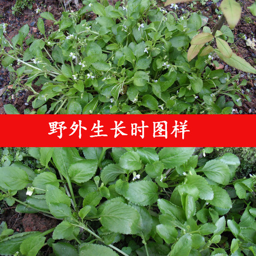 中药材七星莲 又叫匍伏堇 七星连  小白菜草药干货 500克2026新货 - 图0
