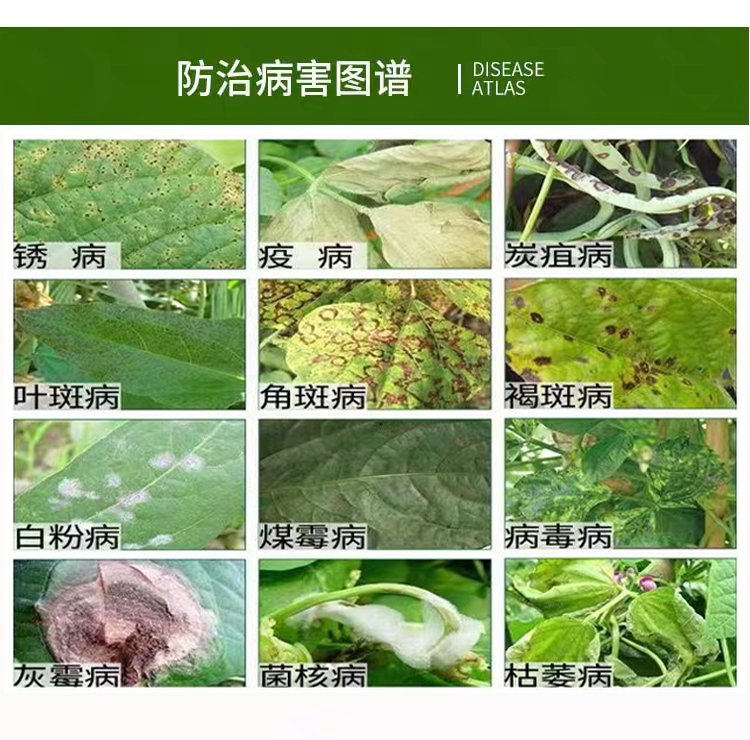 豆角专用杀菌剂组合炭疽病锈病白粉灰霉叶斑病菌核病根腐病农药 - 图2