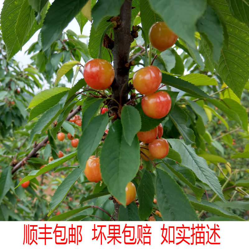 青岛崂山黄蜜樱桃5斤包邮顺丰新鲜水果车厘子黄蜜美早新鲜鲜樱桃-图0