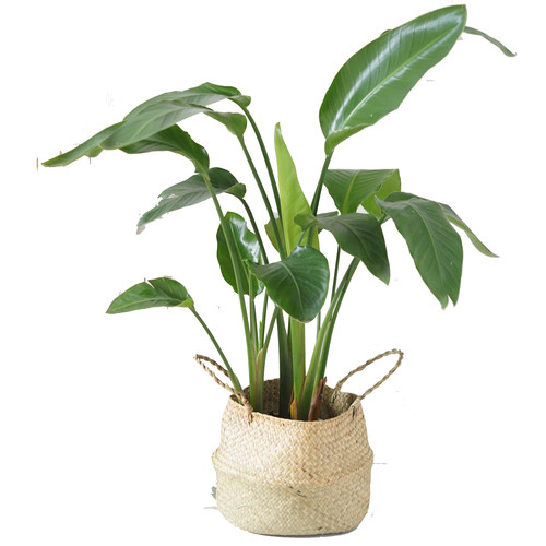 /仲夏植物园/天堂鸟 鹤望兰室内观叶常绿植物北欧风绿植盆栽耐阴 - 图3