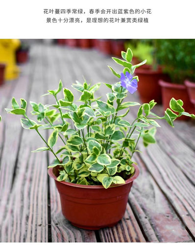 花叶蔓盆栽室内外阳台长春藤垂吊植物耐热耐寒黄金花叶蔓带土吊兰 - 图2